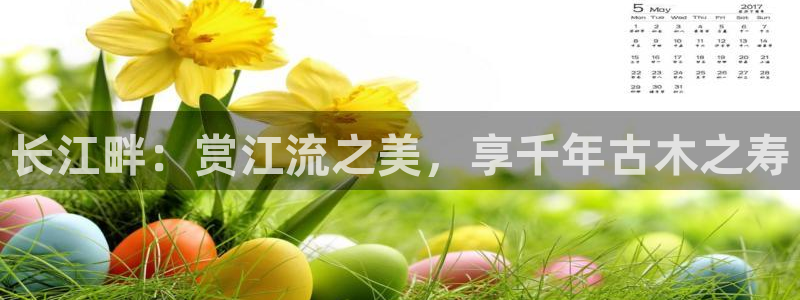 新宝gg线长