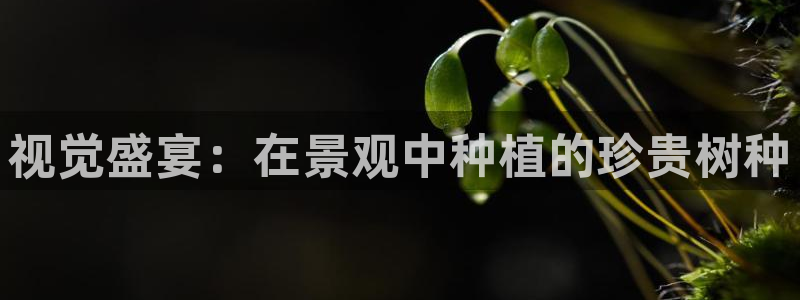 新宝gg平