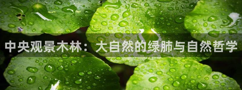 新宝gg平台下载安装