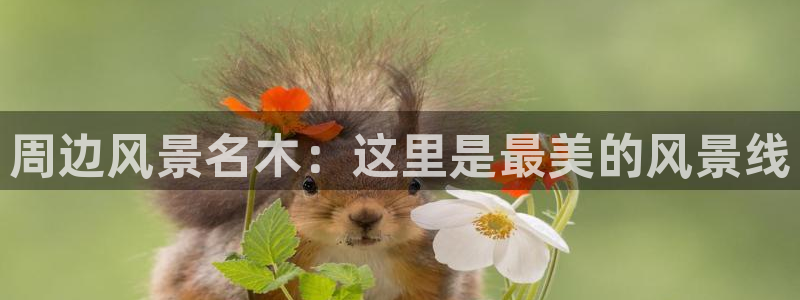 新宝gg龙虎规则