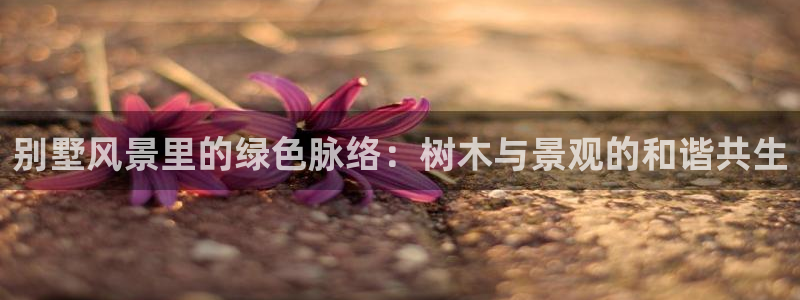 新宝gg入口网址