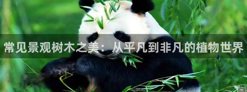 新gg官网_新宝GG创造奇迹