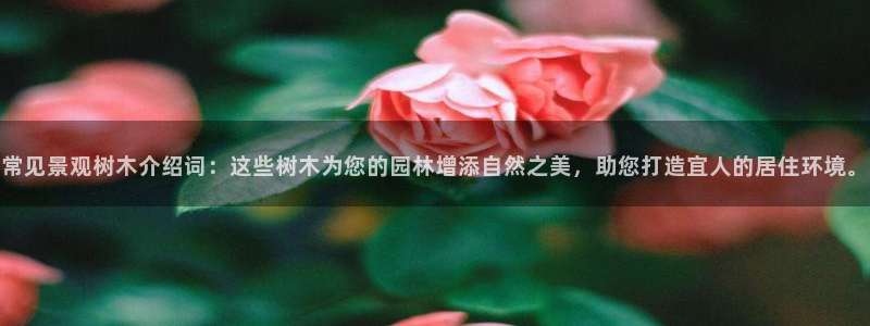 新宝gg如何做到总代理