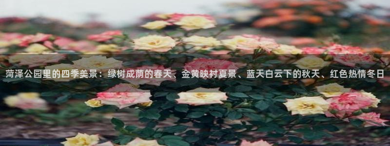 新宝gg在哪开户