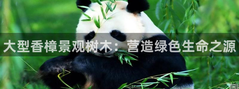 新宝gg招商89188:大型香樟景观树木:营造绿色生命之源