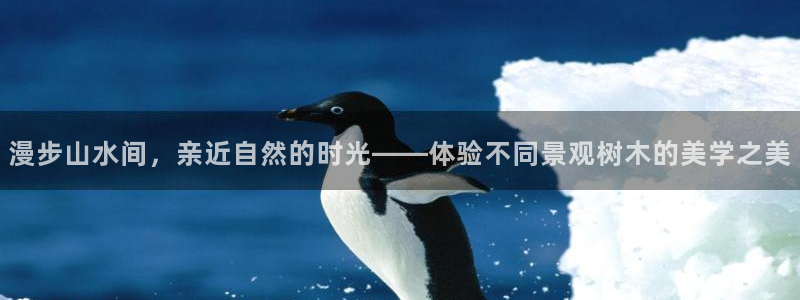 正版新宝gg