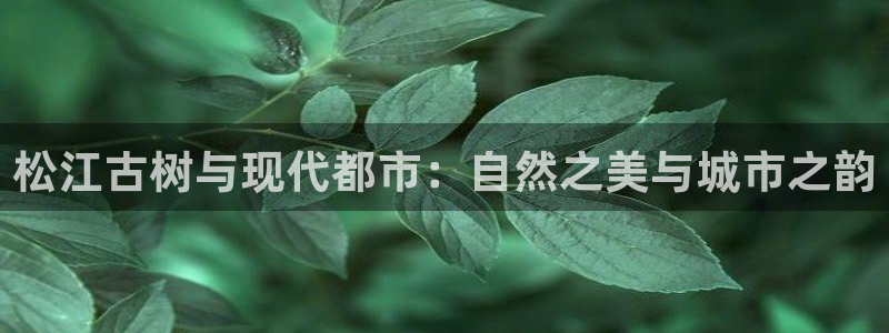 新宝gg成立