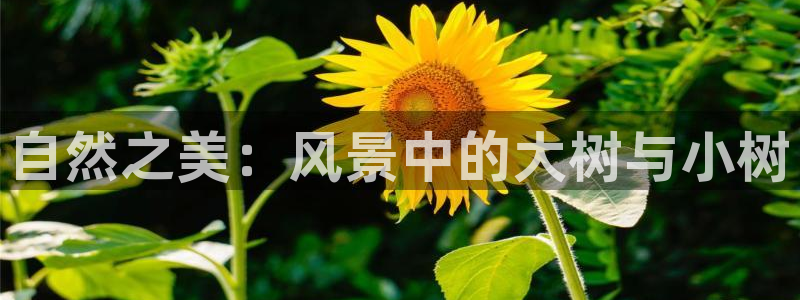 新宝gg平台开户