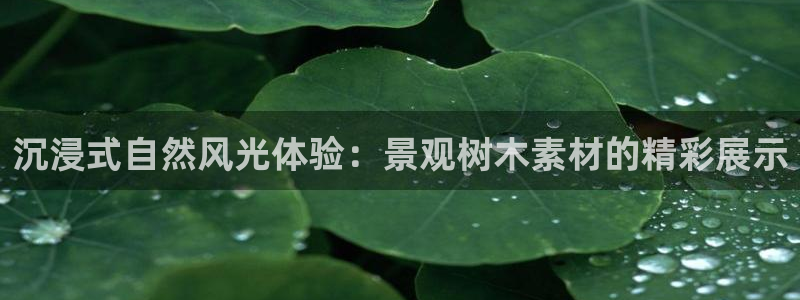新宝gg测速登录：沉浸式自然风光体验：景观树木素材的精彩展示