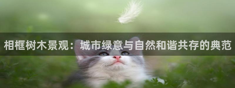 新宝gg专线